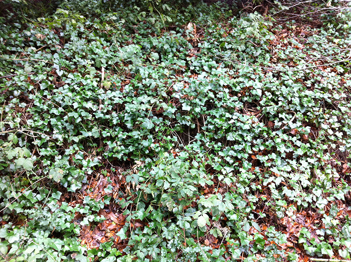 
           Hedera helix (Lierre)