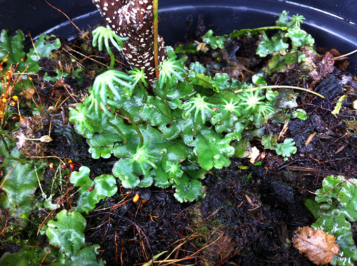 
          Marchantia polymorpha (Hépatique des fontaines)