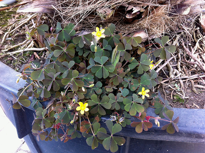 
          Oxalis corniculata var. atropurpurea (Oxalis corniculé)