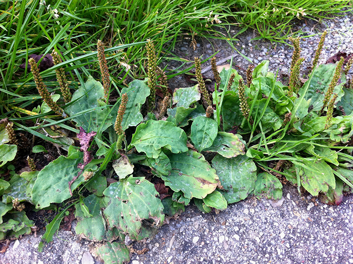 
           Plantago major (Grand plantain)