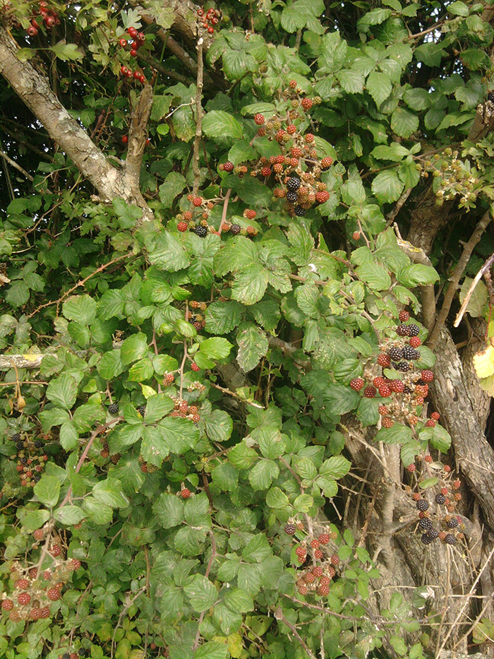 
          Rubus fruticosus (Ronce des bois)