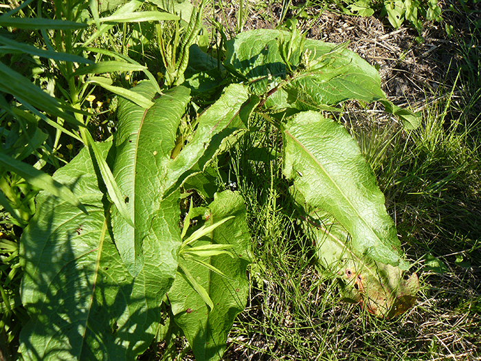 
          Rumex crispus (Dogue ou rumex crépu)