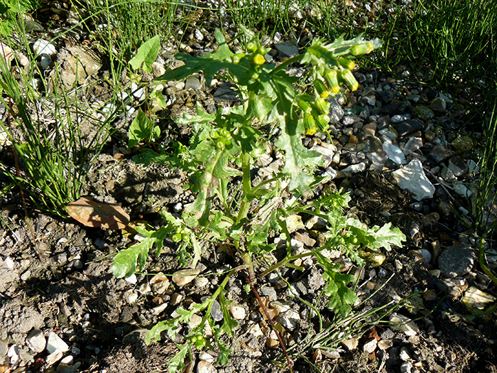 
          Senecio vulgaris (Séneçon commun)