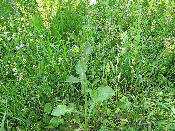 
          Sonchus asper (Laitron piquant)