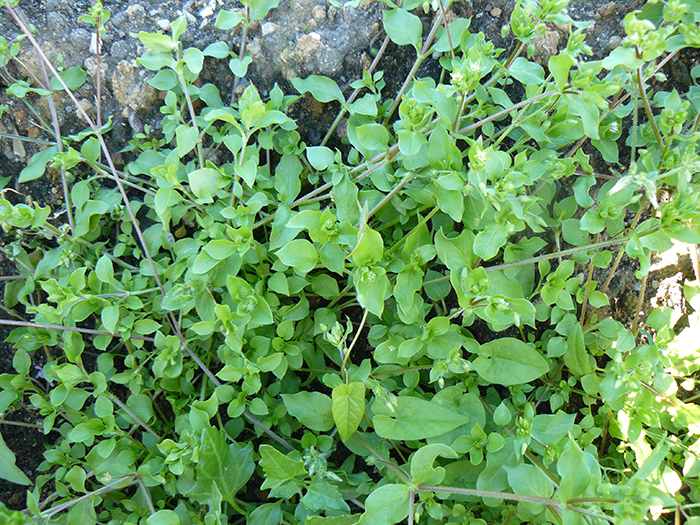 
          Stellaria media (Mouron des oiseaux)