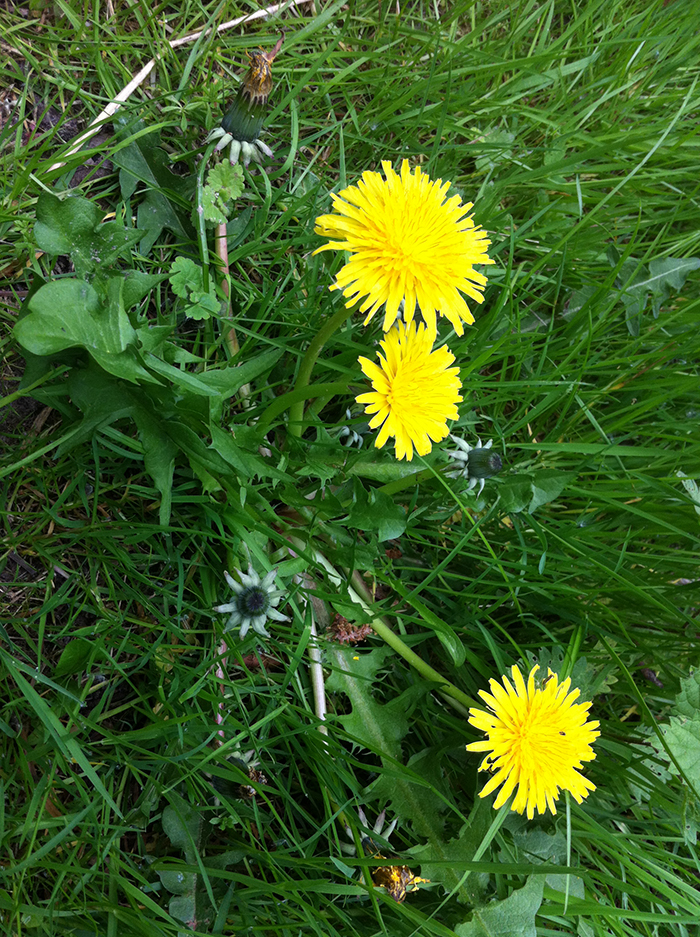 
          Taraxanum officinale (Pissenlit)