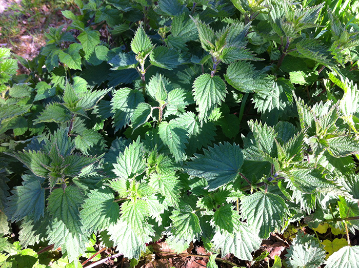 
          Urtica dioÏca (Ortie)