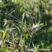 
          Adventices du Soja: Digitaria sanguinalis