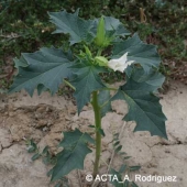
          Datura stramoine