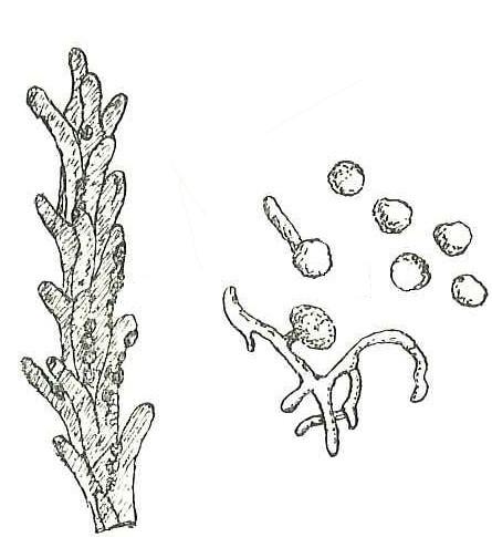 
          Ustilago tritici (Charbon nu du blé et de l'orge)