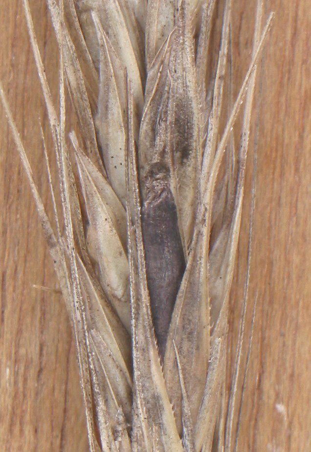
          Claviceps purpurea (Ergot du blé et des céréales)