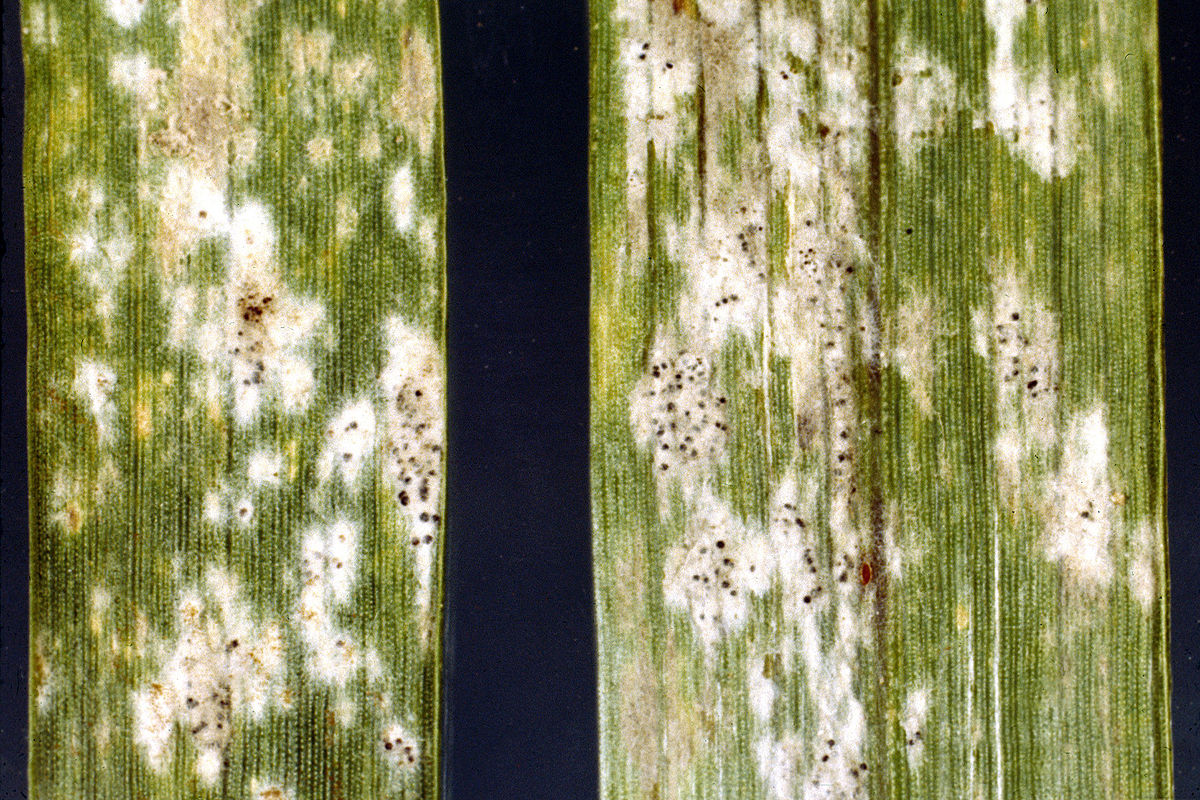 
          Blumeria graminis (Oïdium du blé)