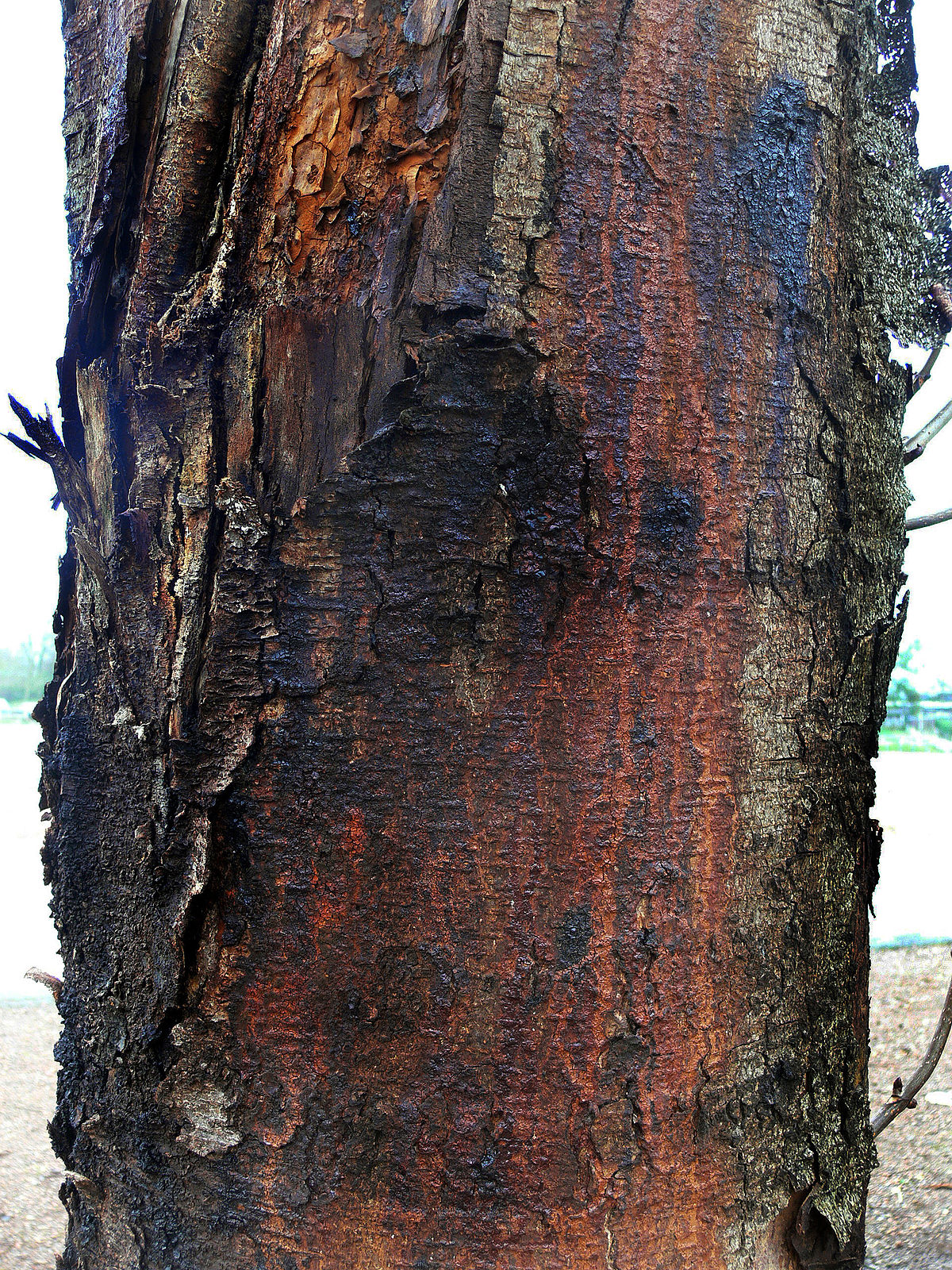 
          Pseudomonas syringae (Taches bactériennes)
