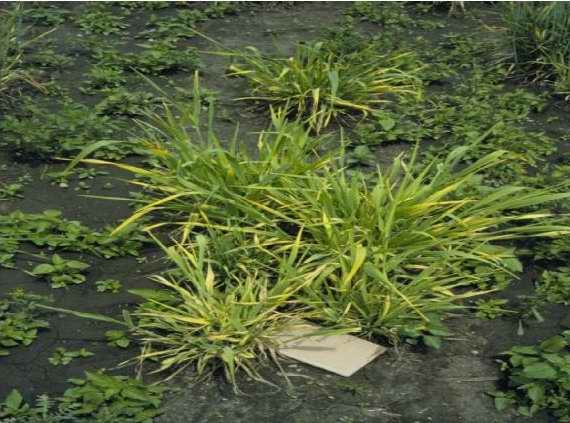 
          Virus de la jaunisse nanisante de l'orge (BYDV, Barley yellow dwarf virus)