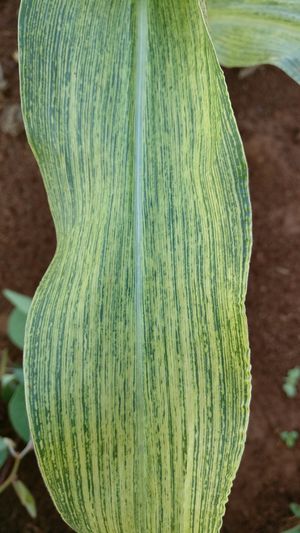 
          Virus de la striure du maïs (MSV, Maize streak virus)