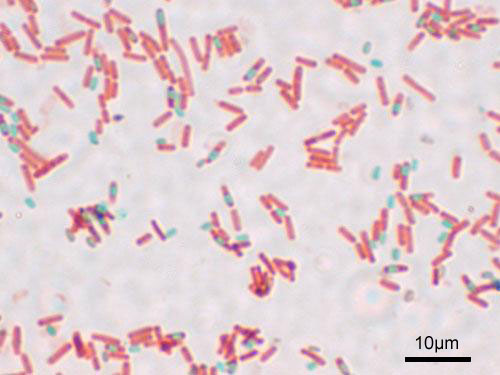 
          Bacillus subtilis