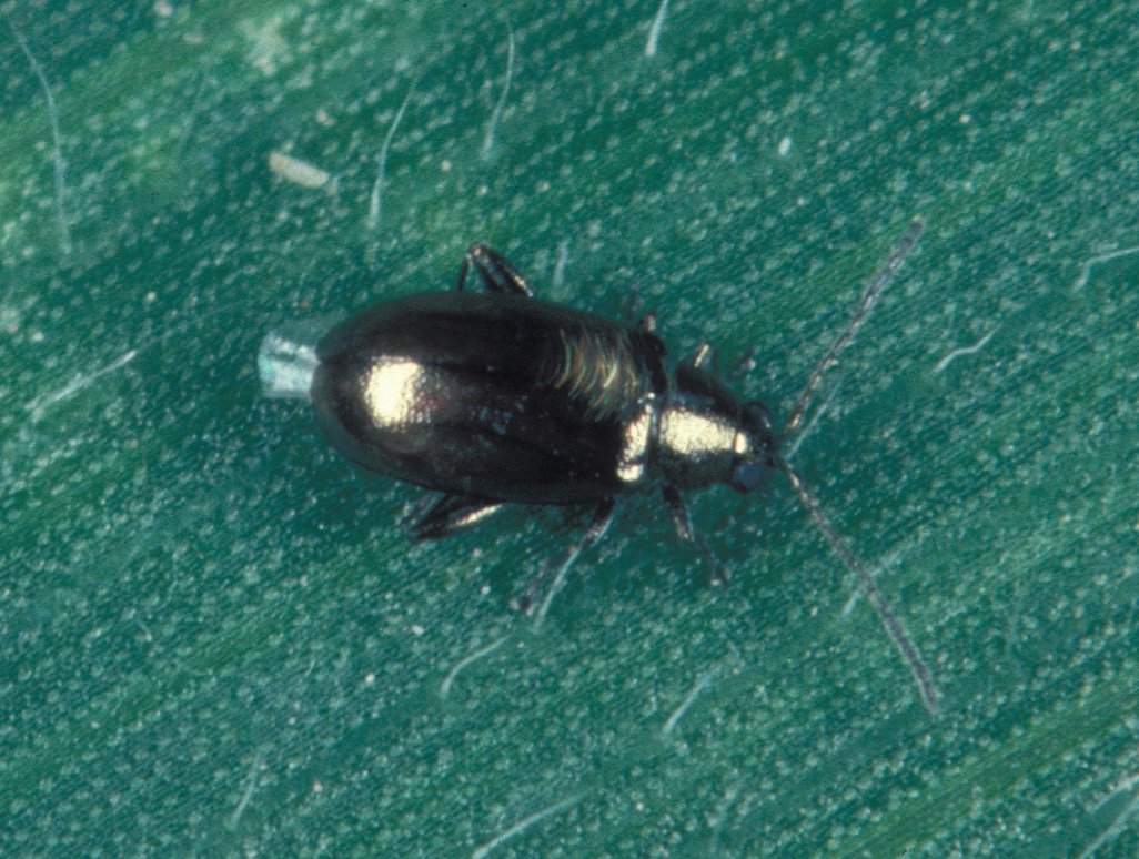 
          Maladie de Stewart (Erwinia stewartii)