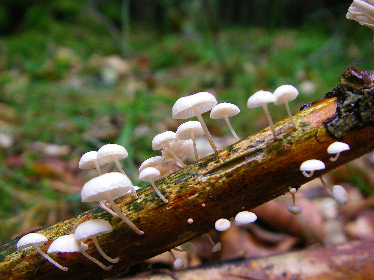 
          Marasmiellus sp. (bordure blanche des feuilles)