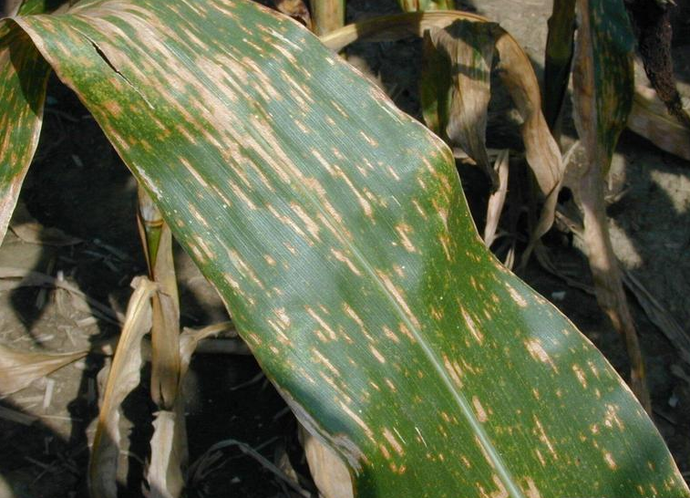 
          Cercosporiose du maïs (Cercospora zeae-maydis)