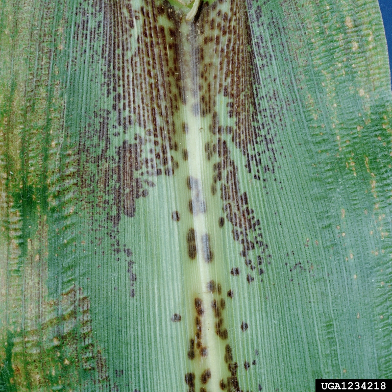 
          Taches foliaires à Phaeosphaeria (Phaeosphaeria maydis)