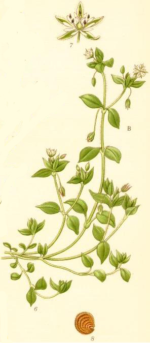 
          Stellaire intermédiaire (Stellaria media)