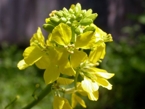 
          Moutarde noire (Brassica nigra)