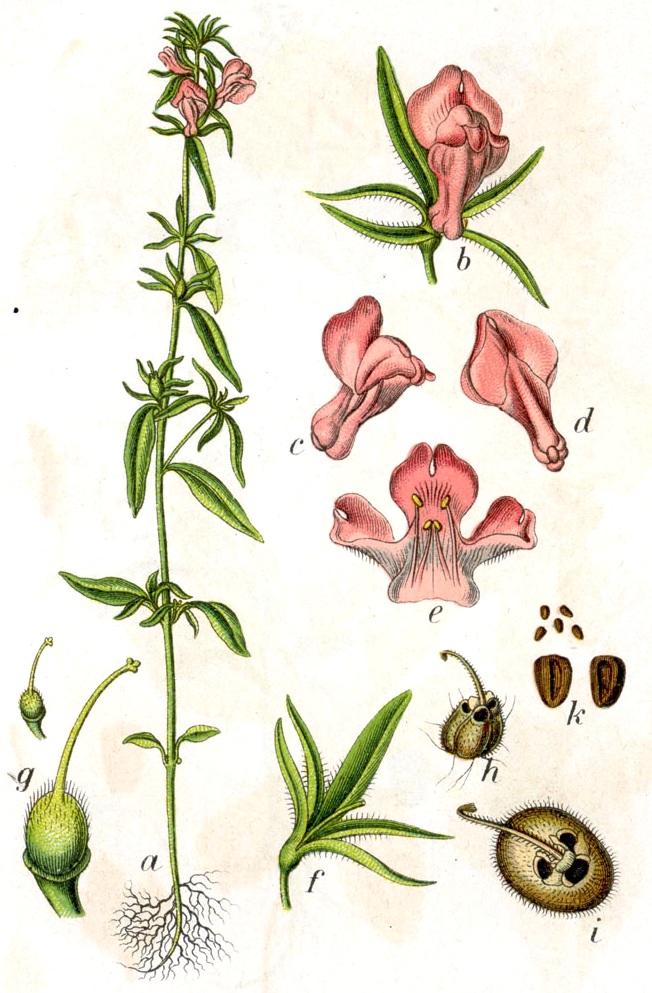 
          Muflier des champs (Misopates orontium)