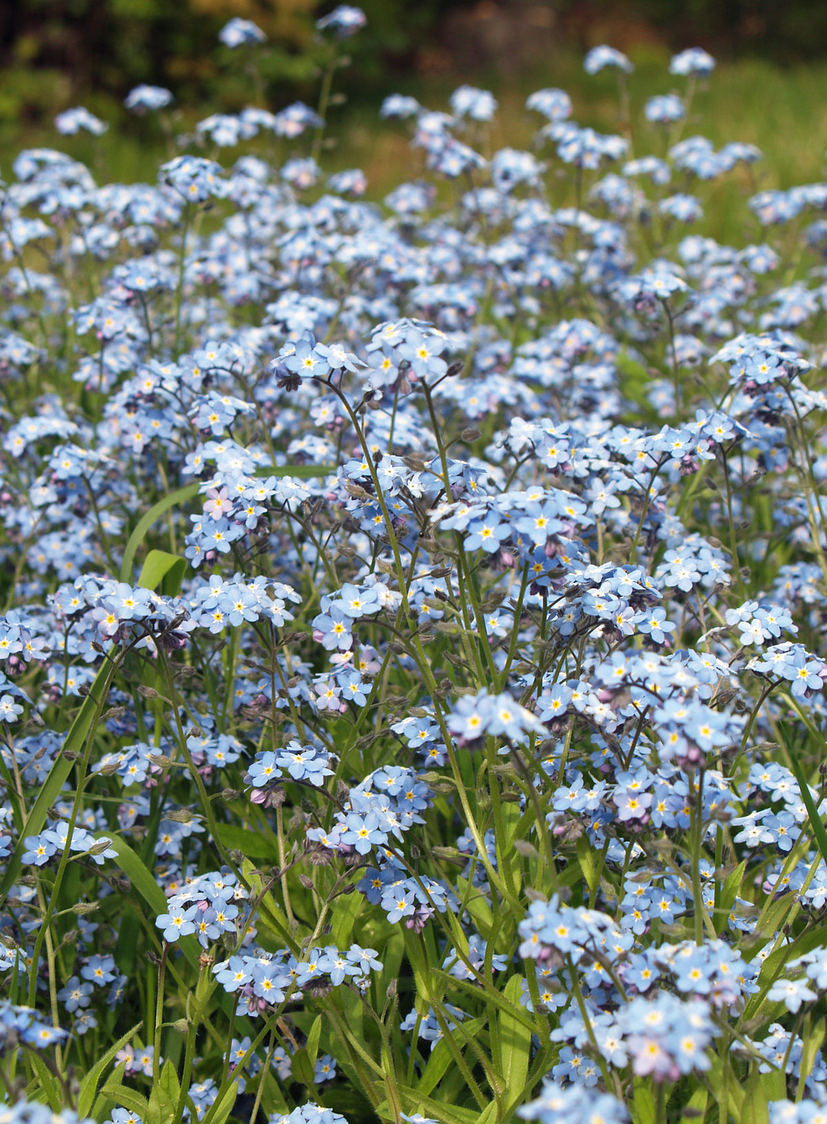 
          Myosotis des champs (Myosotis arvensis) 