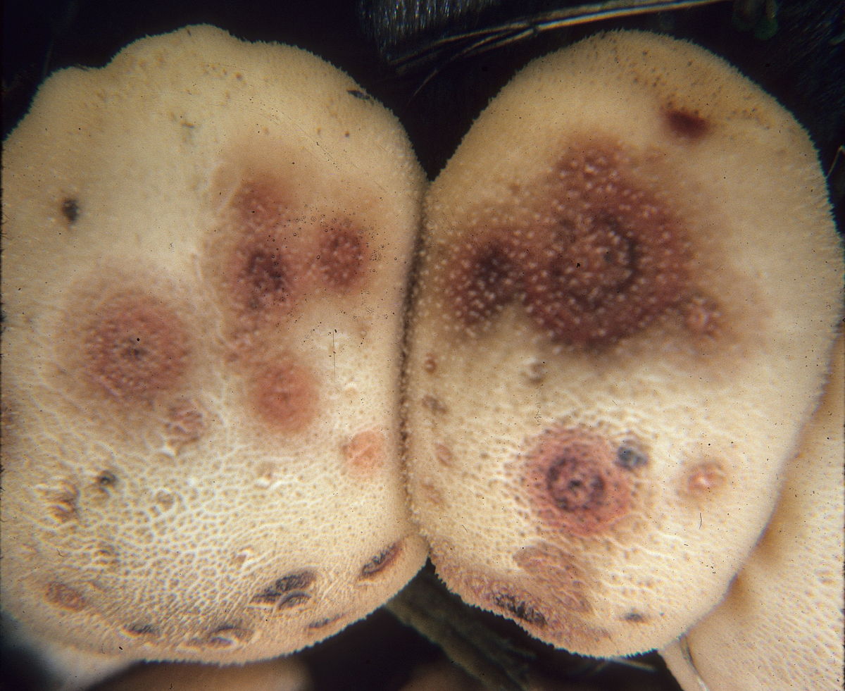 
          Moisissure Epicoccum nigrum (moisissure de l'épi, pourriture des graines et des feuilles)