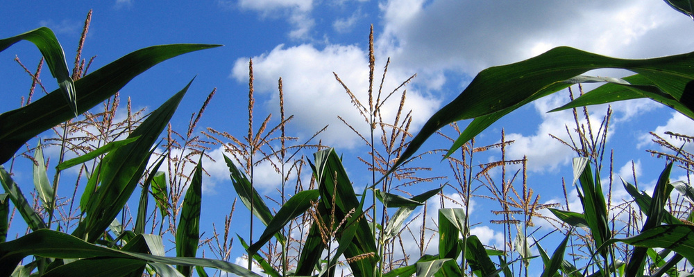 
          Rouille commune du maïs (Puccinia sorghi)