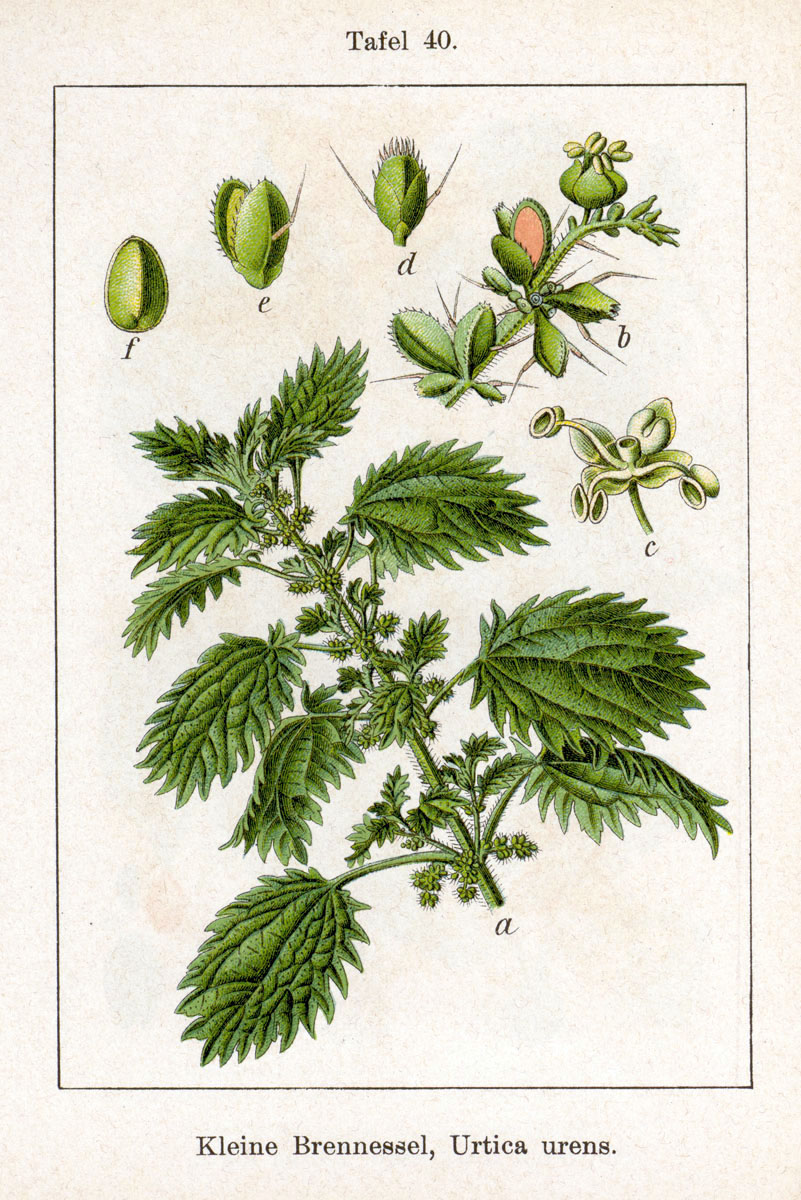 
          Ortie brûlante (Urtica urens)