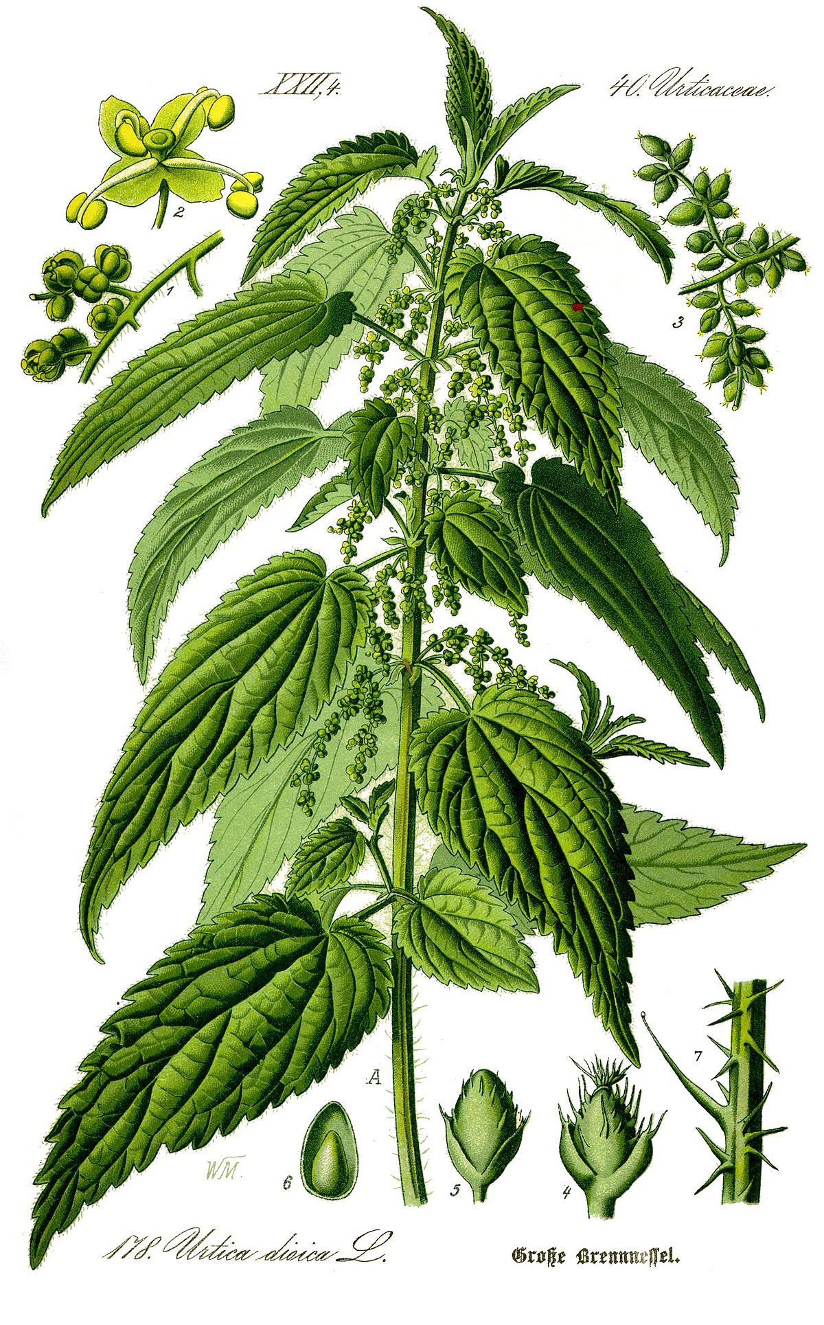 
          Grande ortie (Urtica dioica)