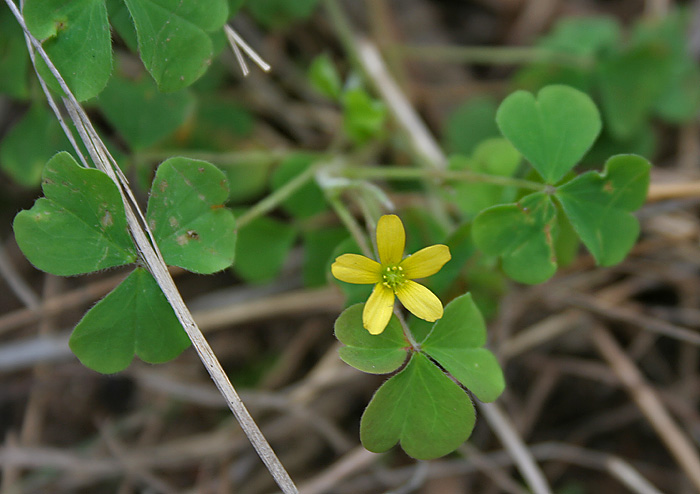 
          Oxalis corniculé (Oxalis corniculata)