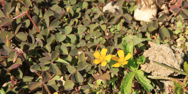 
          Oxalis corniculé (Oxalis corniculata)