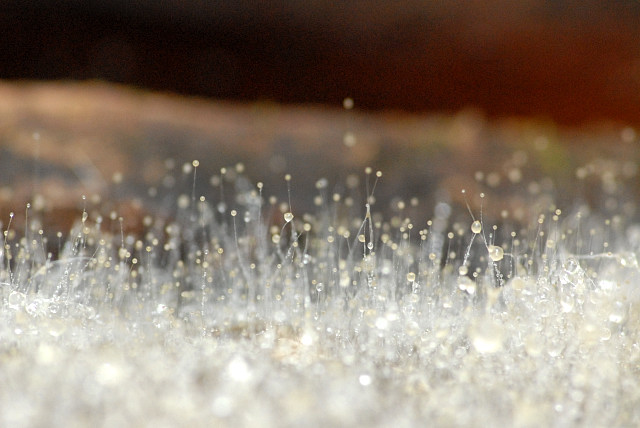 
          Champignon Mucor (Mucor sp.)