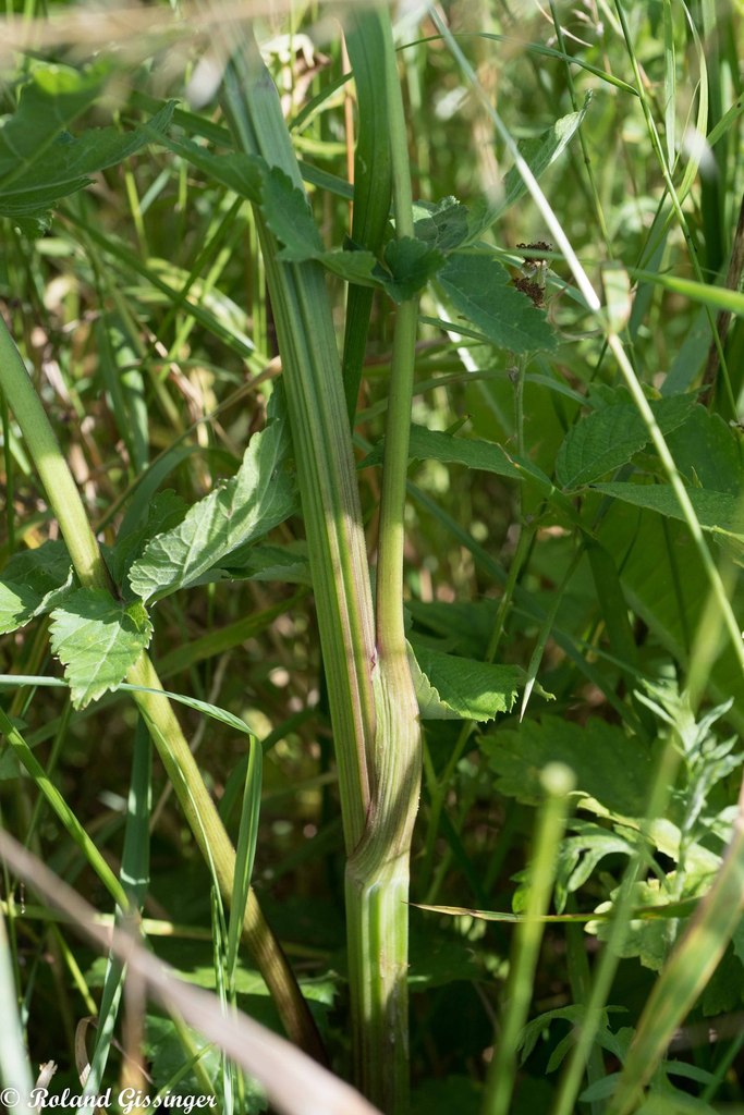 
          Panais brûlant