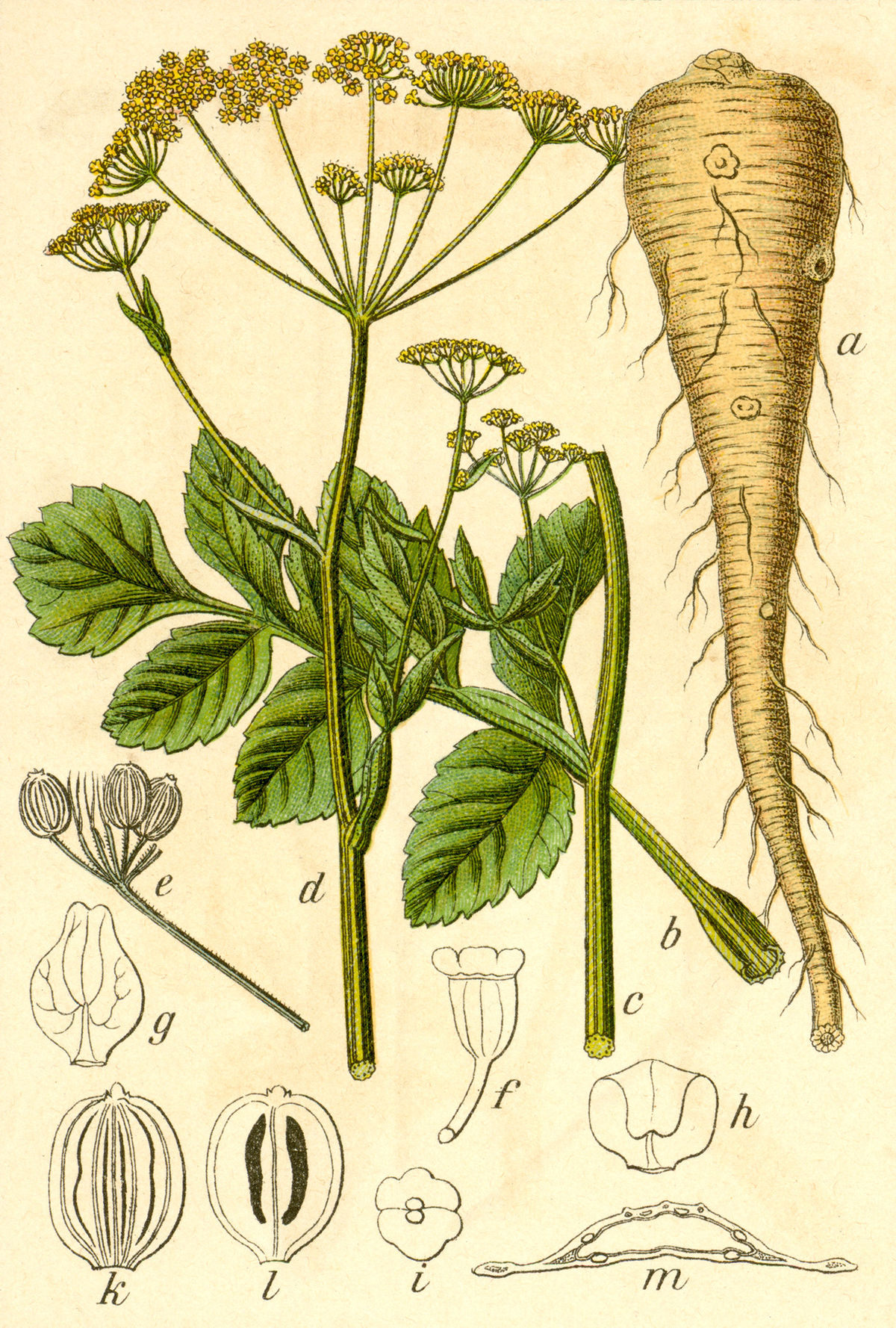
          Panais cultivé