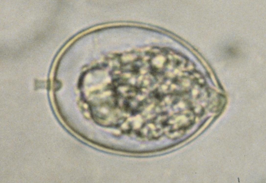 
          Phytophthora cactorum (pourriture des racines et du collet des plantes)
