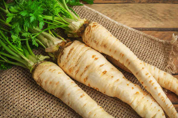 
          Panais cultivé