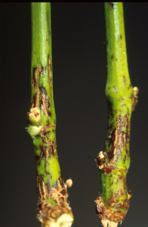 
          Excoriose (Phomopsis viticola)