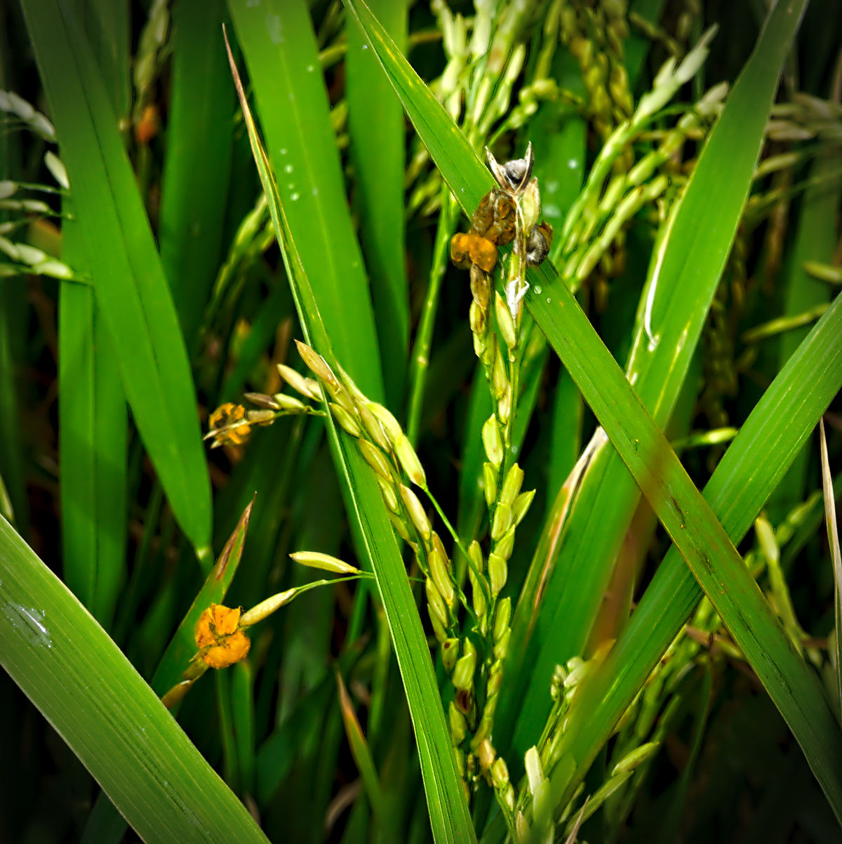 
          Faux charbon du riz (Ustilaginoidea virens)