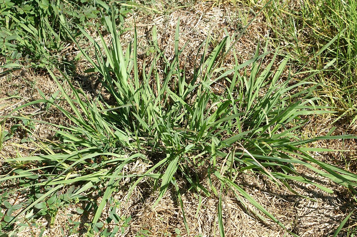 
          Paspale dilatée (Paspalum dilatatum)