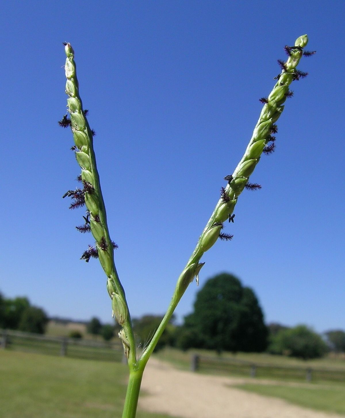 
          Paspale à deux épis (Paspalum distichum)