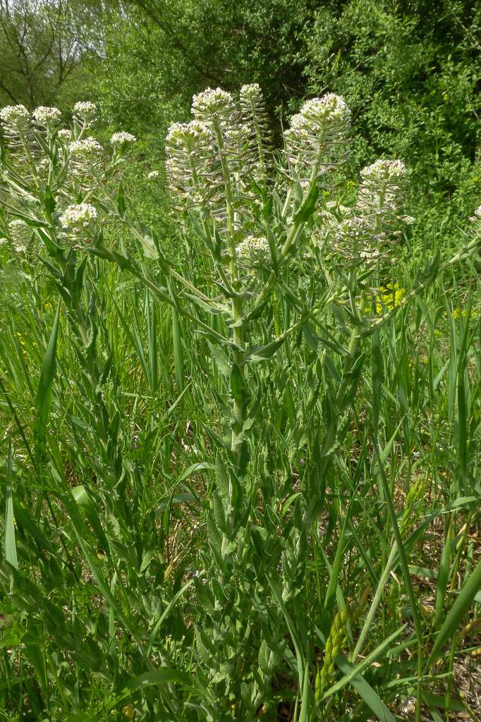 
          Passerage champêtre (Lepidium campestre)