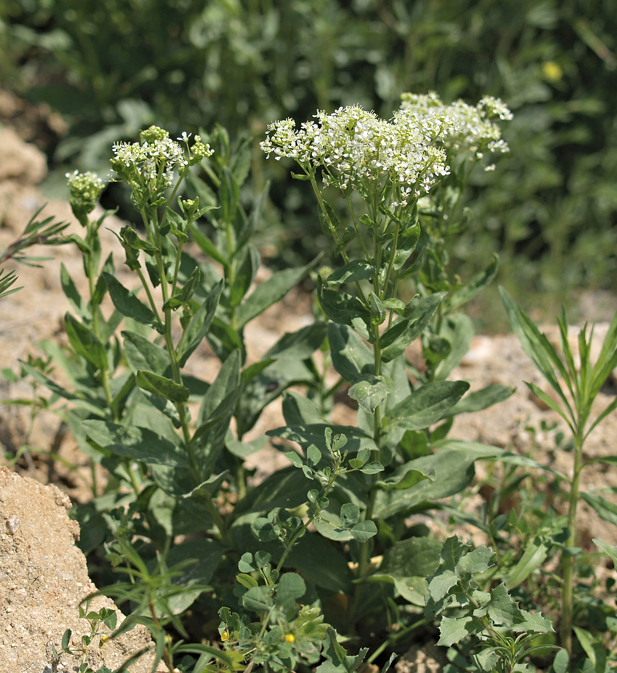 
          Passerage drave (Lepidium draba)