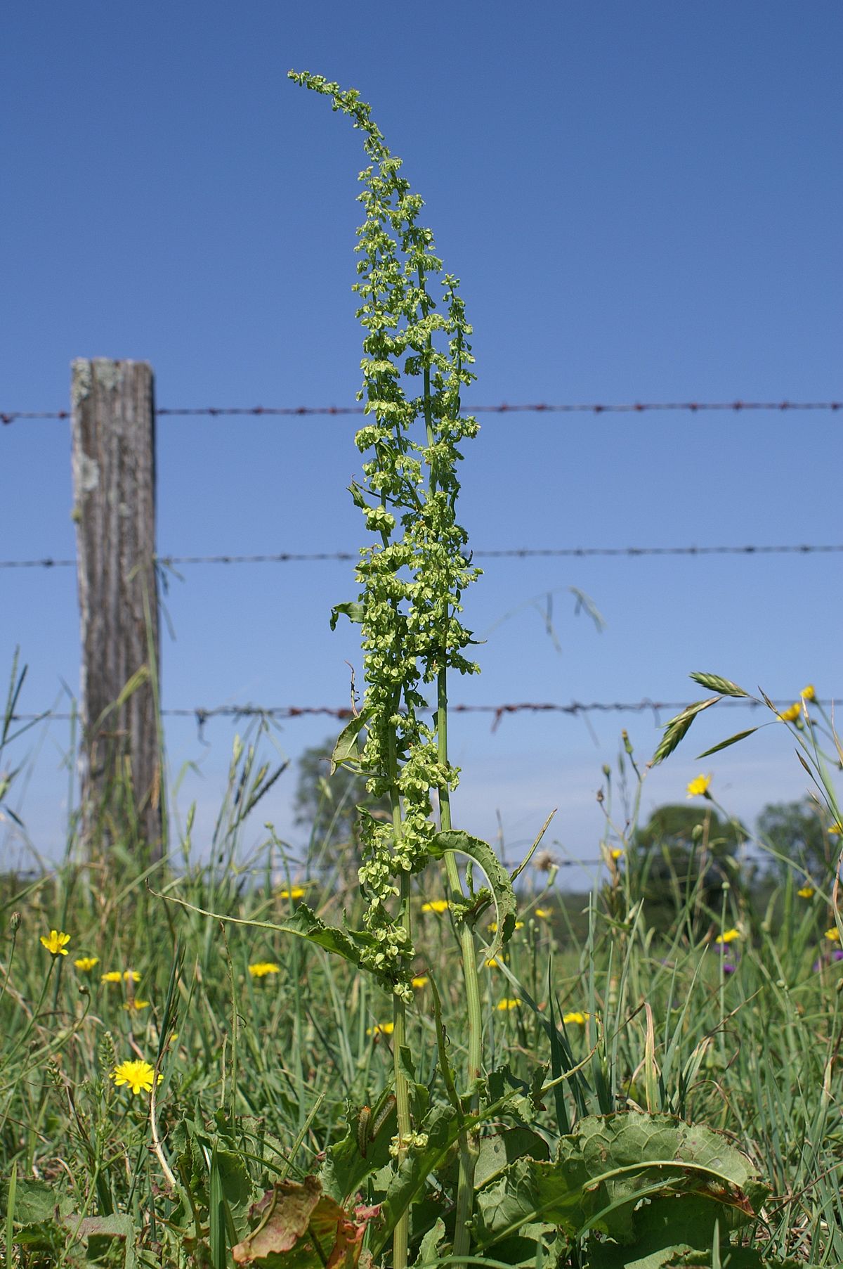 
          Patience crépue (Rumex crispus)