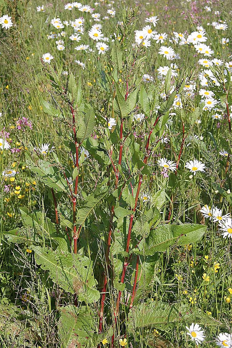 
          Patience à feuilles obtuses (Rumex obtusifolius)     