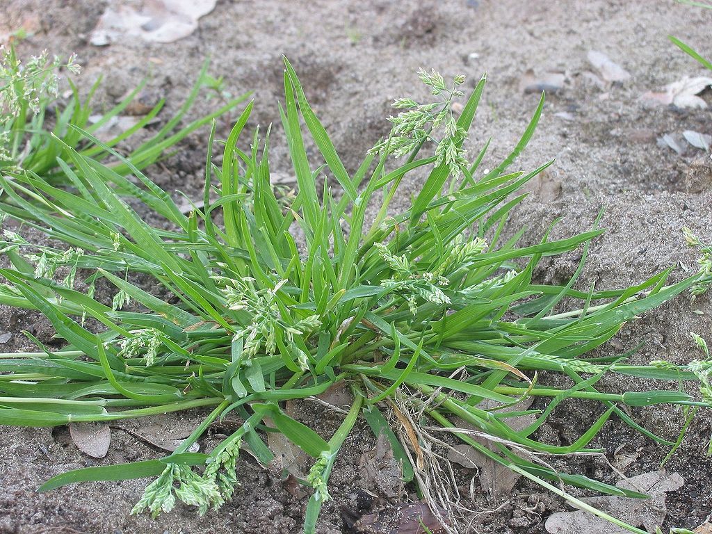 
          Pâturin annuel (Poa annua)   
