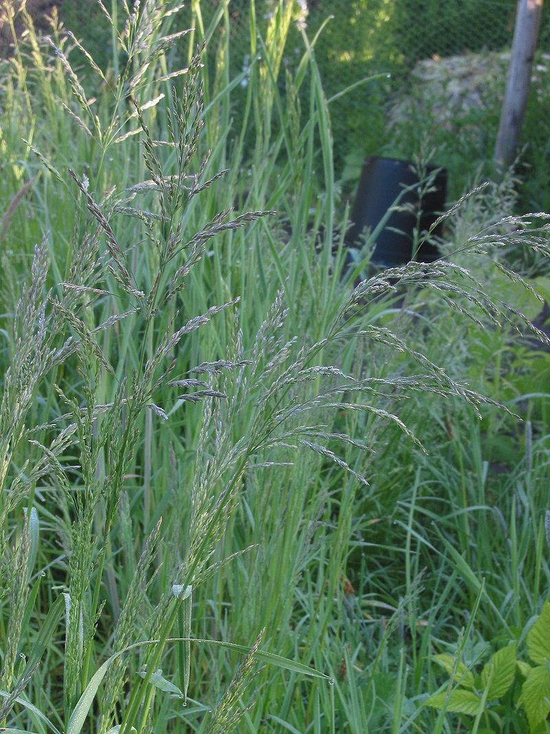 
           Pâturin commun (Poa trivialis)  