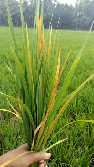 
          Virus de la marbrure jaune du Riz (RYMV) 